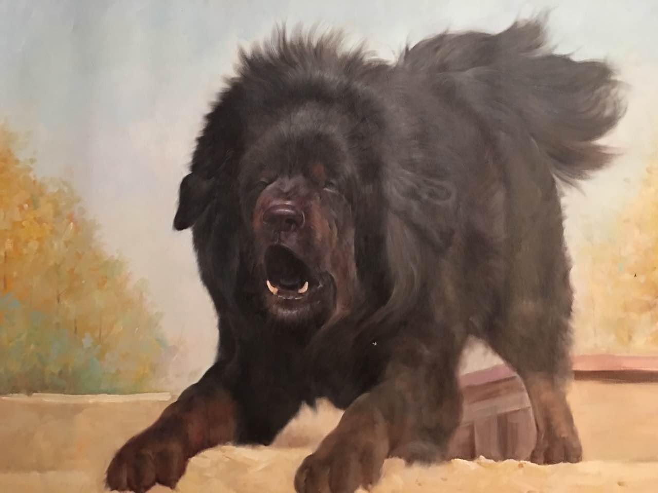 A dog, shangallery.com, shan gallery Vancouver